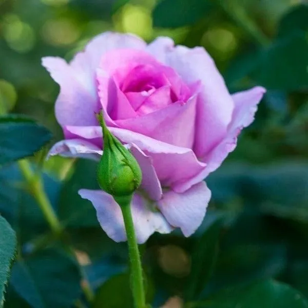 Rose_Plant_(Hybrid,_Pack_of_1)