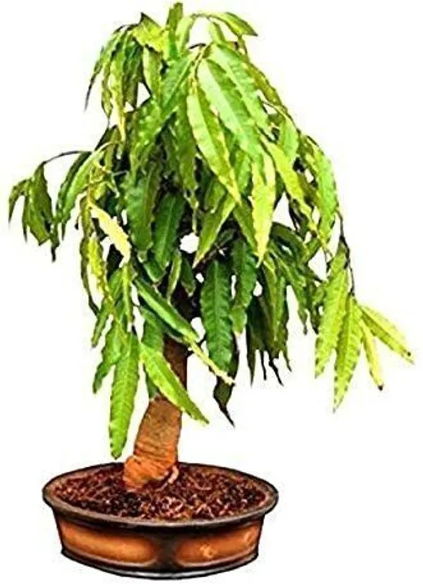 Ashok_Plant_(Hybrid,_Pack_of_1)