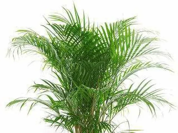 Areca_Palm_(Hybrid,_Pack_of_1)