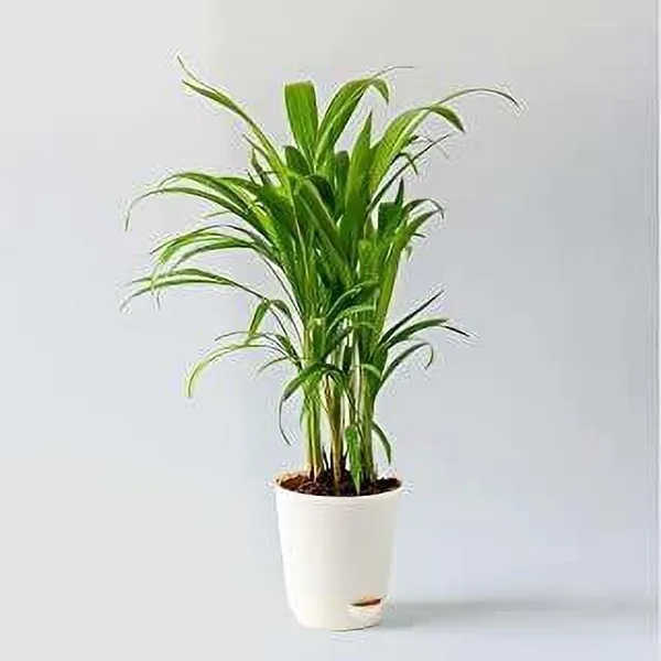 Areca_Palm_(Hybrid,_Pack_of_1)