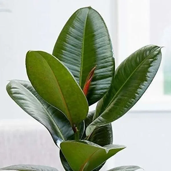 Rubber_Tree_(Hybrid,_Pack_of_1)