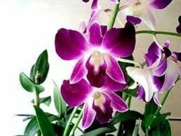 Lily_Plant_(Hybrid,_Pack_of_1)