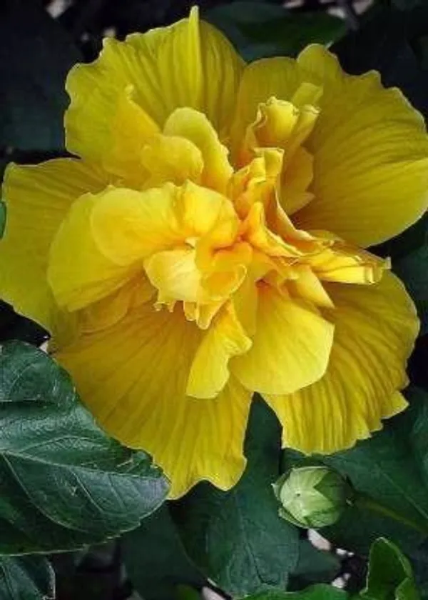 Hibiscus_Plant_(Hybrid,_Pack_of_1)