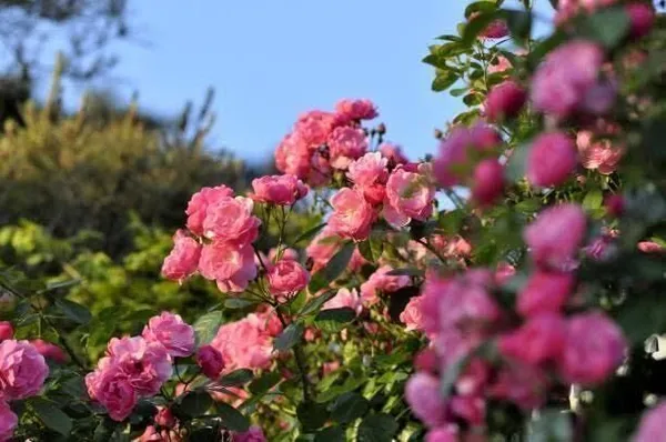 Rose_Plant_(Hybrid,_Pack_of_1)
