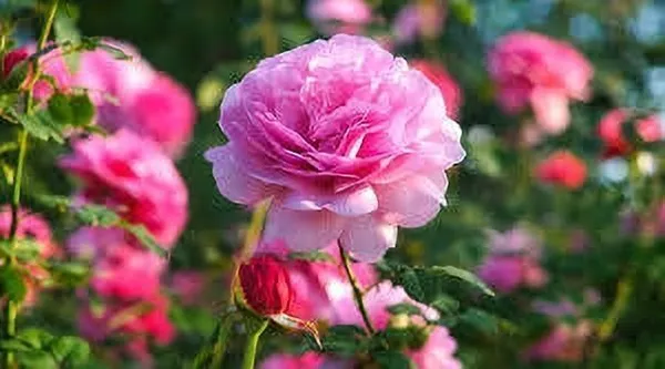 Rose_Plant_(Hybrid,_Pack_of_1)