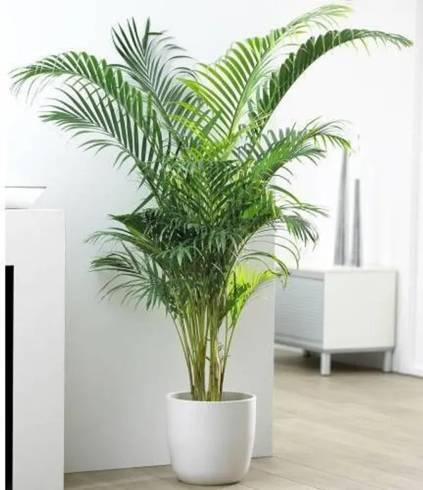 Areca_Plam_(Hybrid,_Pack_of_1)