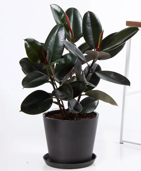 Rubber_Tree_(Hybrid,_Pack_of_1)