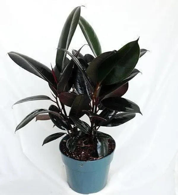 Rubber_Tree_(Hybrid,_Pack_of_1)