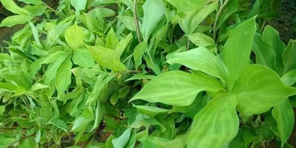 Insulin_Plant_(Hybrid,_Pack_of_1)