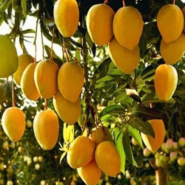 Mango_Plant_(Hybrid,_Pack_of_1)