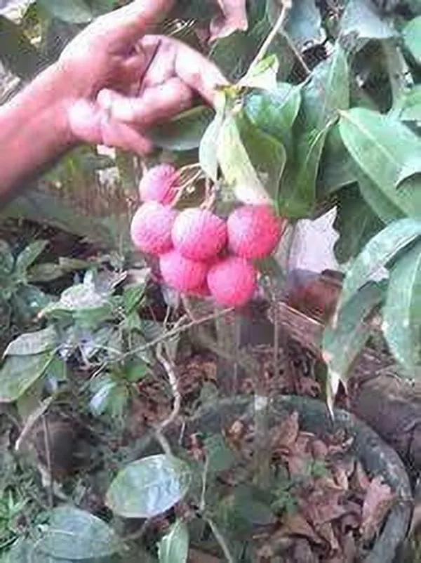 Litchi_Plant_(Hybrid,_Pack_of_1)