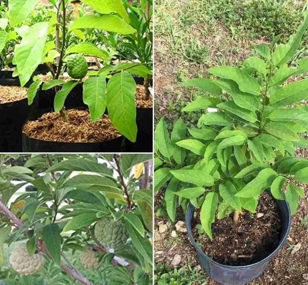 Custard_Apple_Plant_(Hybrid,_Pack_of_1)
