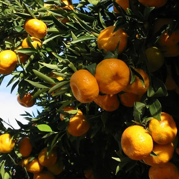 Orange_Plant_(Hybrid,_Pack_of_1)