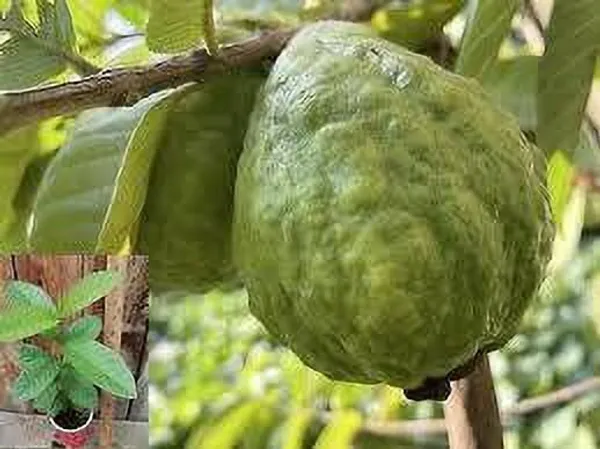 Guava_Plant_(Hybrid,_Pack_of_1)