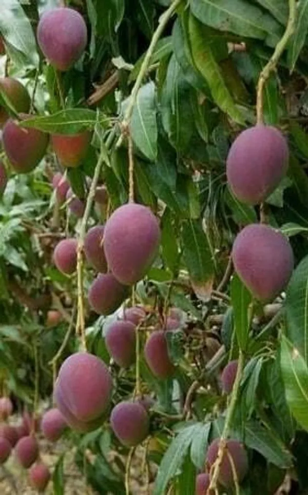 Mango_Plant_(Hybrid,_Pack_of_1)