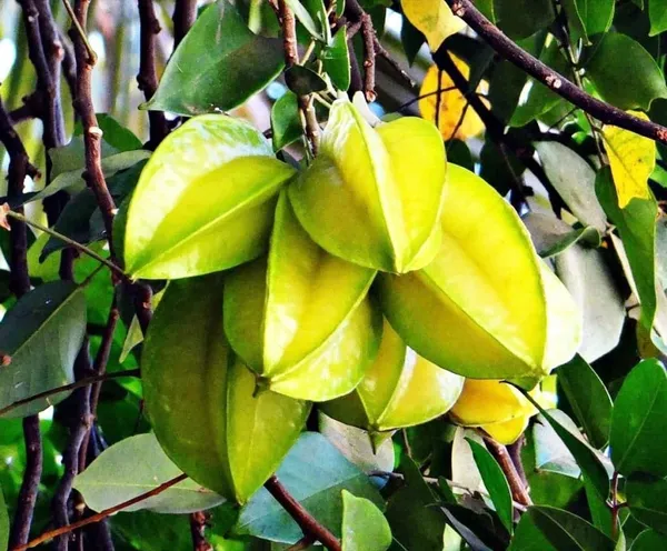 Star_Fruit_Carambola_Grafted_Plant_(Hybrid,_Pack_of_1)