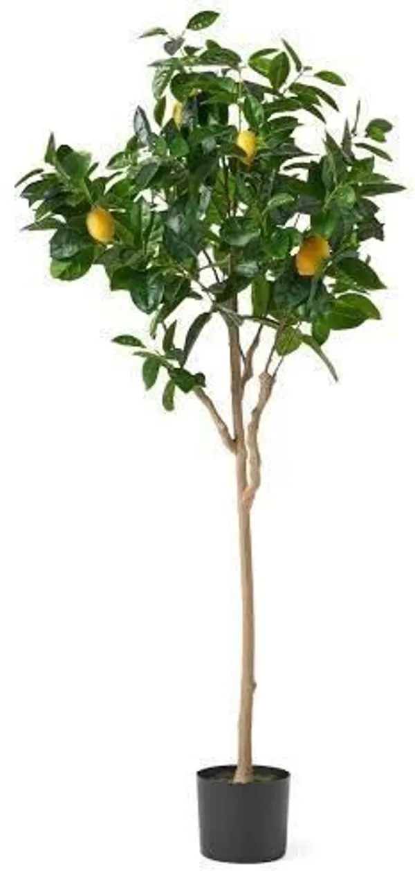 Lemon_Plant_(Hybrid,_Pack_of_1)