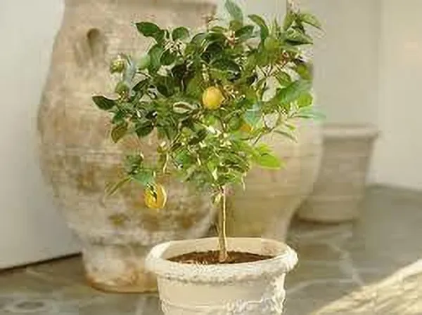Lemon_Plant_(Hybrid,_Pack_of_1)