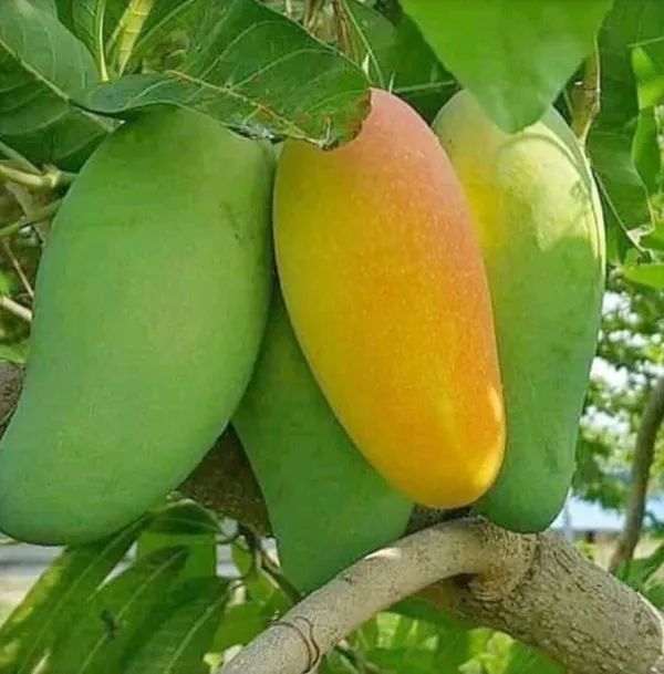Mango_Plant_(Hybrid,_Pack_of_1)