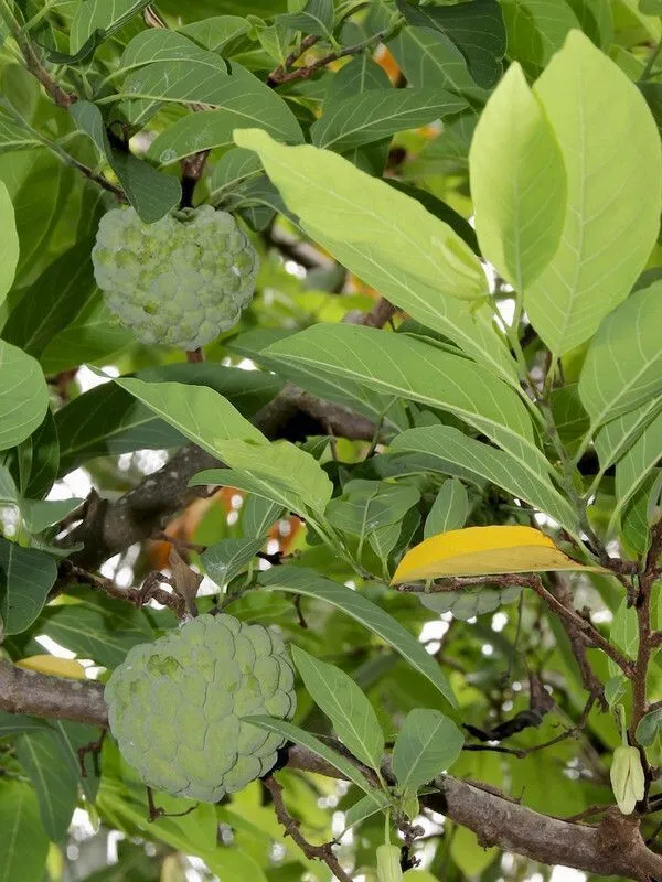 Custard_Apple_Plant_(Hybrid,_Pack_of_1)