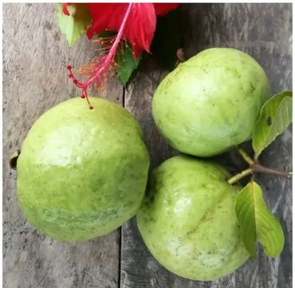 Guava_Plant_(Hybrid,_Pack_of_1)
