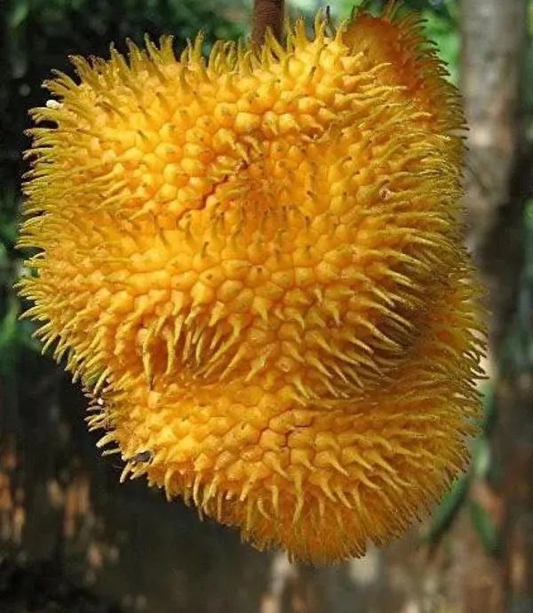 Jackfruit_Plant_(Hybrid,_Pack_of_1)