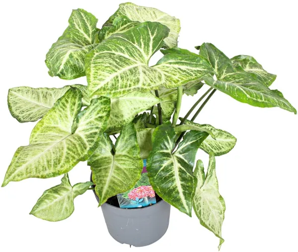 Syngonium_Plant_(Hybrid,_Pack_of_1)