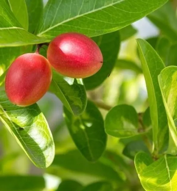 Karonda_Plant_(Hybrid,_Pack_of_1)