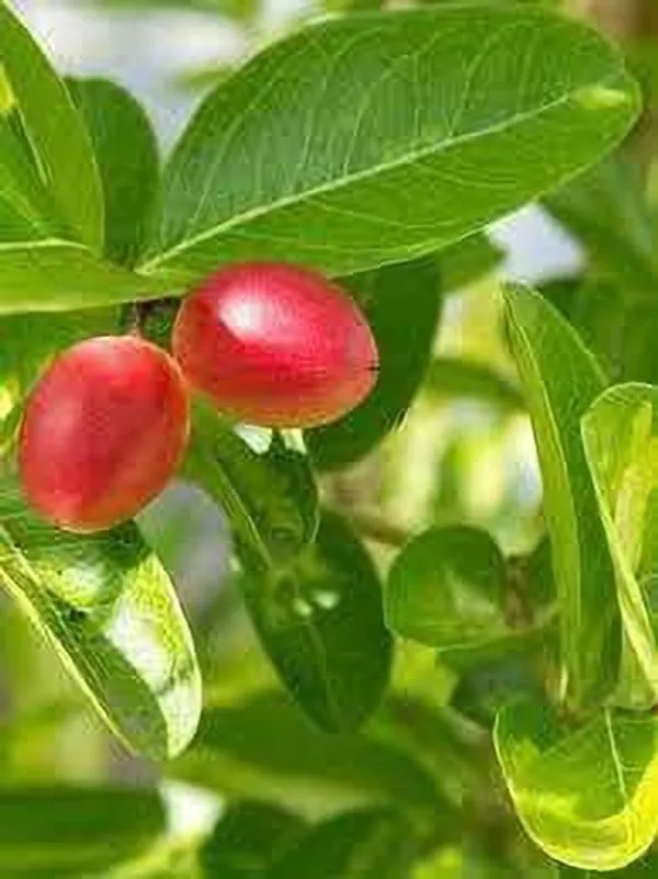 Karonda_Plant_(Hybrid,_Pack_of_1)