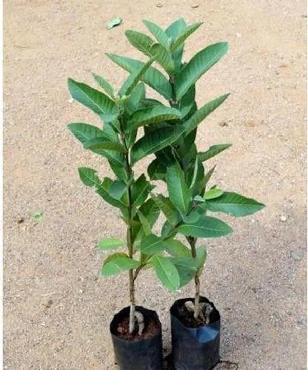 Guava_Plant_(Hybrid,_Pack_of_1)