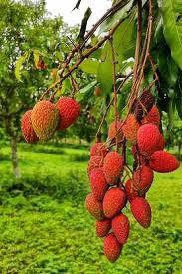 Litchi_Plant_(Hybrid,_Pack_of_1)