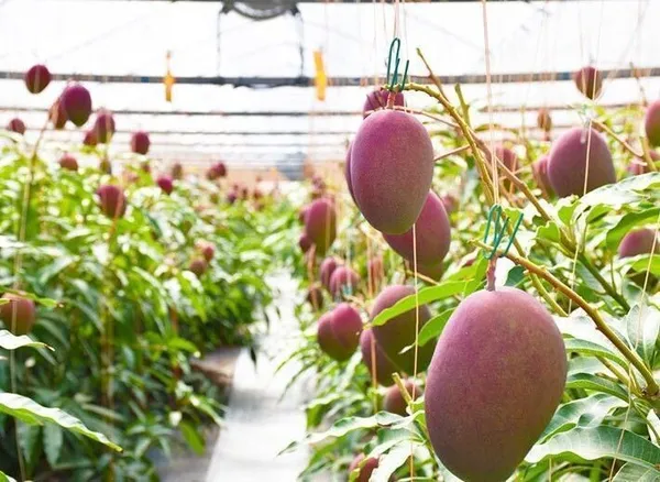 Mango_Plant_(Hybrid,_Pack_of_1)