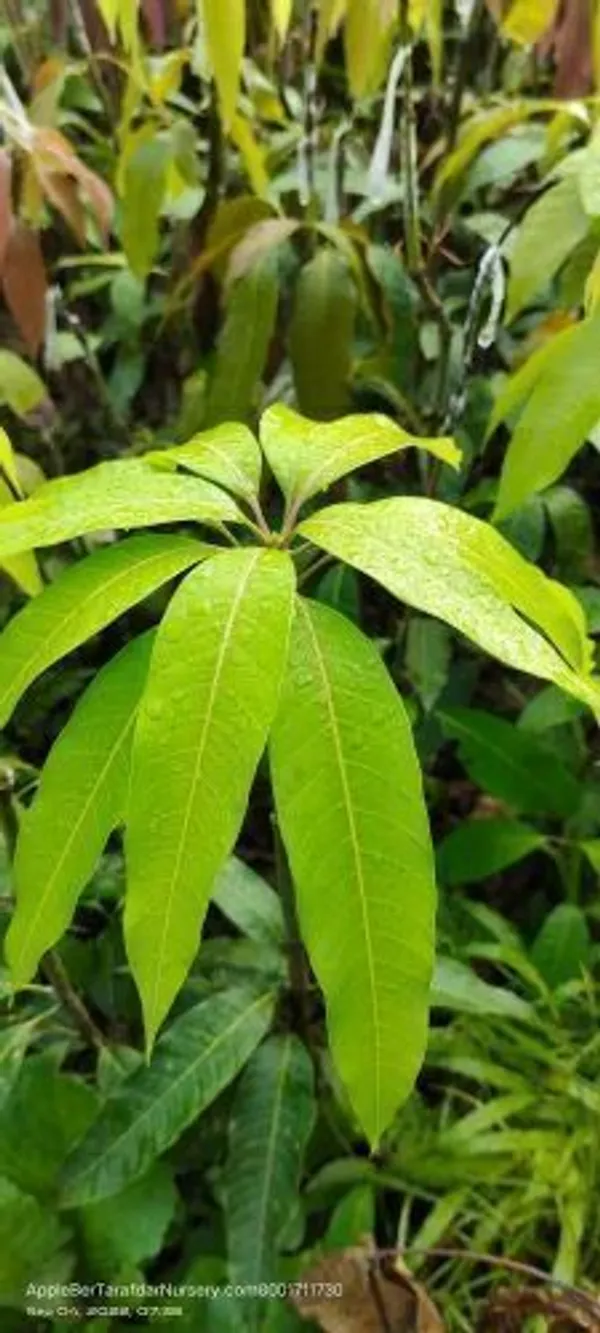 Mango_Plant_(Hybrid,_Pack_of_1)