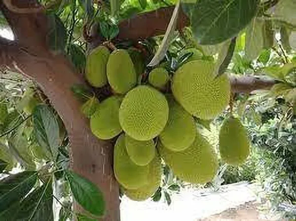 Jackfruit_Plant_(Hybrid,_Pack_of_1)