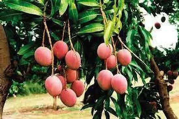 Mango_Plant_(Hybrid,_Pack_of_1)