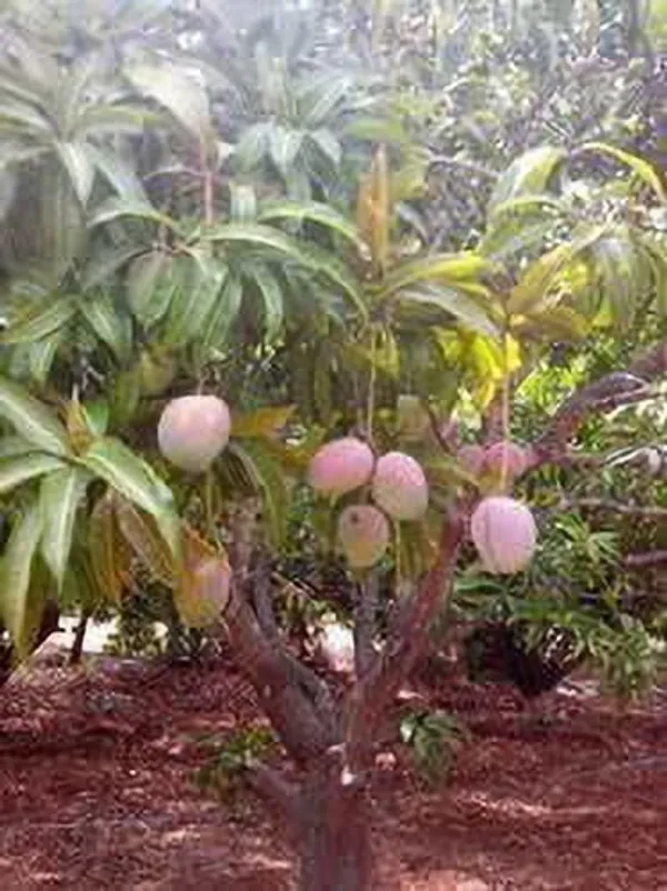 Mango_Plant_(Hybrid,_Pack_of_1)