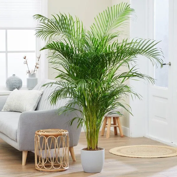 Areca_Palm_(Hybrid,_Pack_of_1)