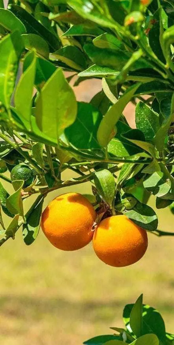 Orange_Plant_(Hybrid,_Pack_of_1)