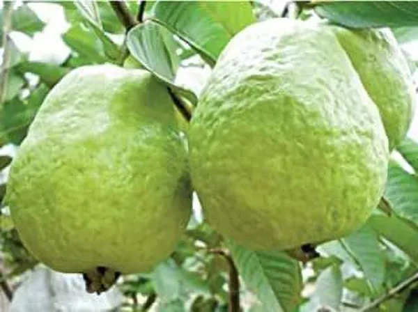Guava_Plant_(Hybrid,_Pack_of_1)