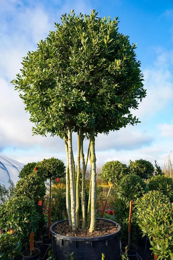 Bay_Leaf_Plant_(Hybrid,_Pack_of_1)
