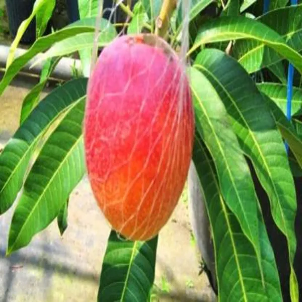 Mango_Plant_(Hybrid,_Pack_of_1)