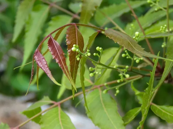 Neem_Plant_(Hybrid,_Pack_of_1)