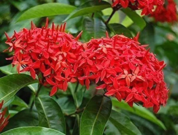 Trothic_Ixora/Chethi_Plant_(Hybrid,_Pack_of_1)