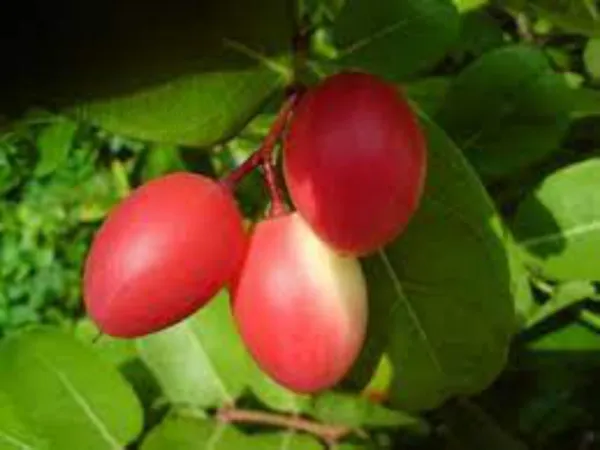 Karonda_Plant_(Hybrid,_Pack_of_1)
