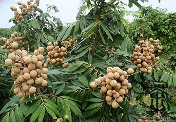 Litchi_Plant_(Hybrid,_Pack_of_1)