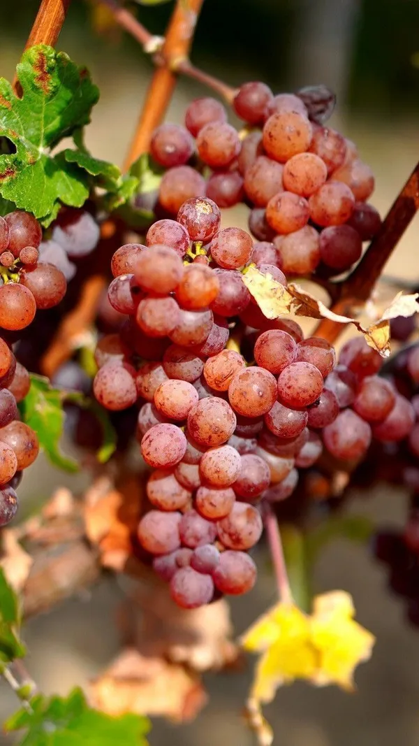 Grapes_Plant_(Hybrid,_Pack_of_1)