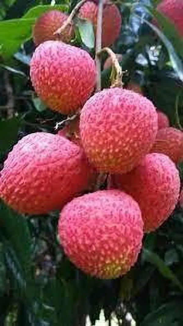Litchi_Plant_(Hybrid,_Pack_of_1)