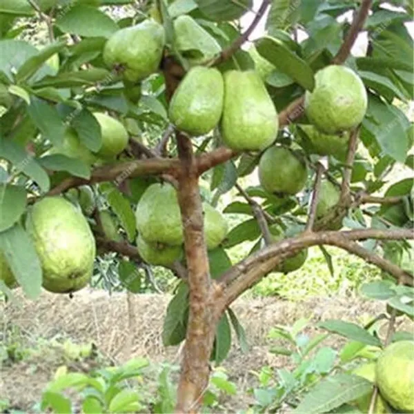 Guava_Plant_(Hybrid,_Pack_of_1)