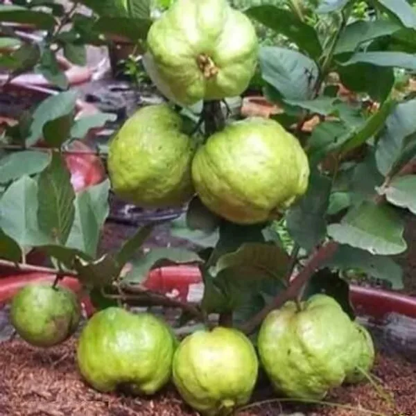 Guava_Plant_(Hybrid,_Pack_of_1)