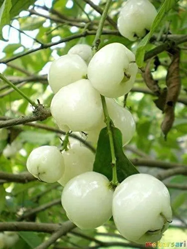 Apple_Plant_(Hybrid,_Pack_of_1)